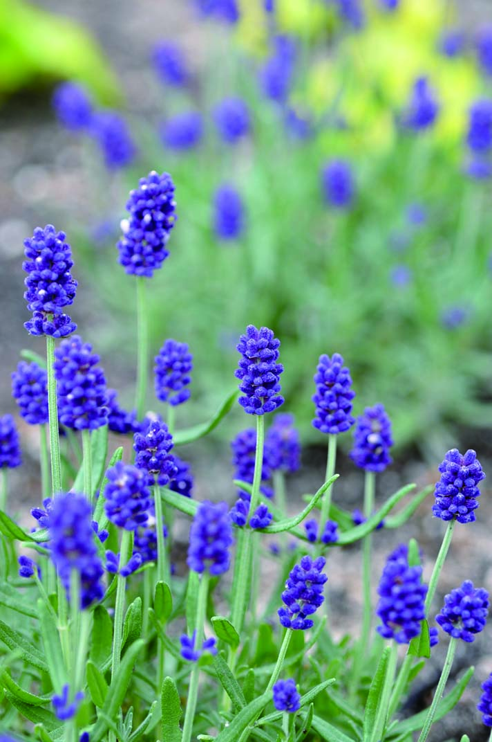 我家種什么植物比較好？園藝達人分享三大挑選要點